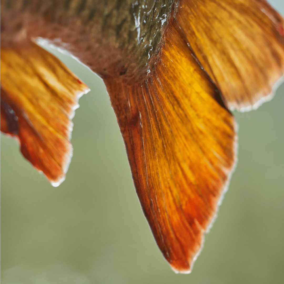 Carpfishing