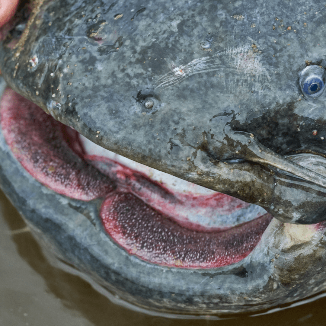 Pesca del Siluro