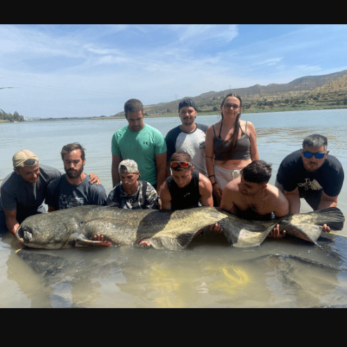 Pesca de siluros en Mequinenza